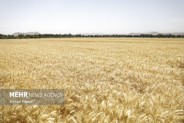 فراز و فرود زراعت در سالی خشک؛ گندم سقوط و دانه‌های روغنی صعود کرد!