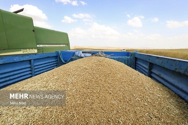 فراز و فرود زراعت در سالی خشک؛ گندم سقوط و دانه‌های روغنی صعود کرد!
