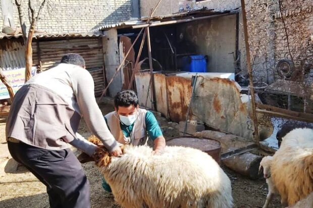 جهش تولید گوشت ایرانی با امضای روستائیان؛ خودکفایی محقق می‌شود؟