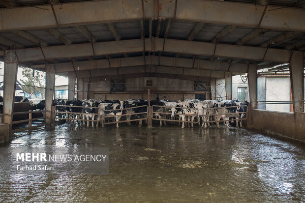 جهش تولید گوشت ایرانی با امضای روستائیان؛ خودکفایی محقق می‌شود؟