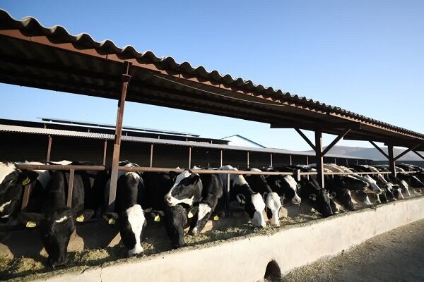 جهش تولید گوشت ایرانی با امضای روستائیان؛ خودکفایی محقق می‌شود؟